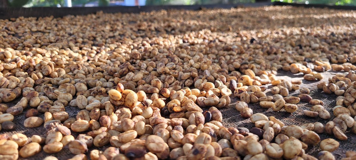 QuebecColombia's tweet photo. 🌱☕ Desde el Eje Cafetero, la Oficina de Québec dialogó con la Gobernación del Quindío sobre su proyección como región turística y agroindustrial, el bilingüismo educativo y el Paisaje Cultural Cafetero.

Gracias a @Uniquindio, @AcodresQuindio  por esta cálida bienvenida 🌎✨ https://t.co/RTo0cp8OoP