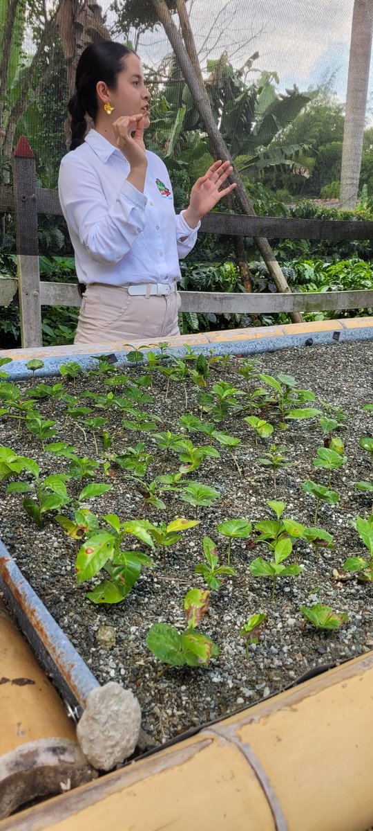 QuebecColombia's tweet photo. 🌱☕ Desde el Eje Cafetero, la Oficina de Québec dialogó con la Gobernación del Quindío sobre su proyección como región turística y agroindustrial, el bilingüismo educativo y el Paisaje Cultural Cafetero.

Gracias a @Uniquindio, @AcodresQuindio  por esta cálida bienvenida 🌎✨ https://t.co/RTo0cp8OoP