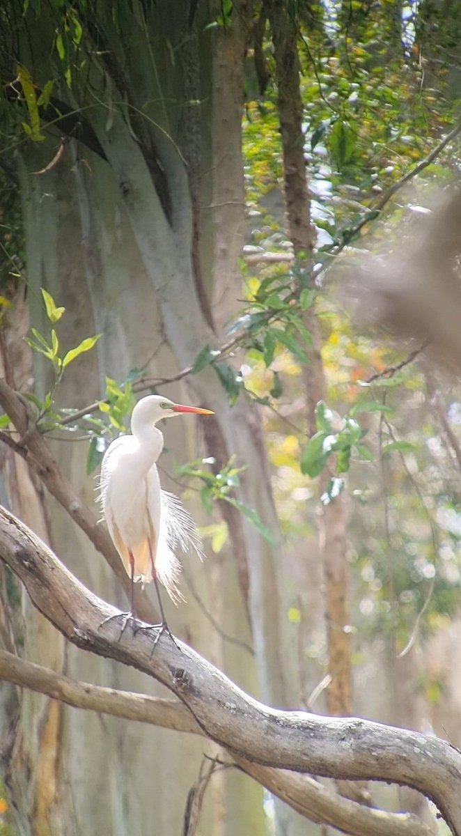 Plumed Egret in breeding plumage at Sandcamp Wetlands, QLD,  Australia, November 24.