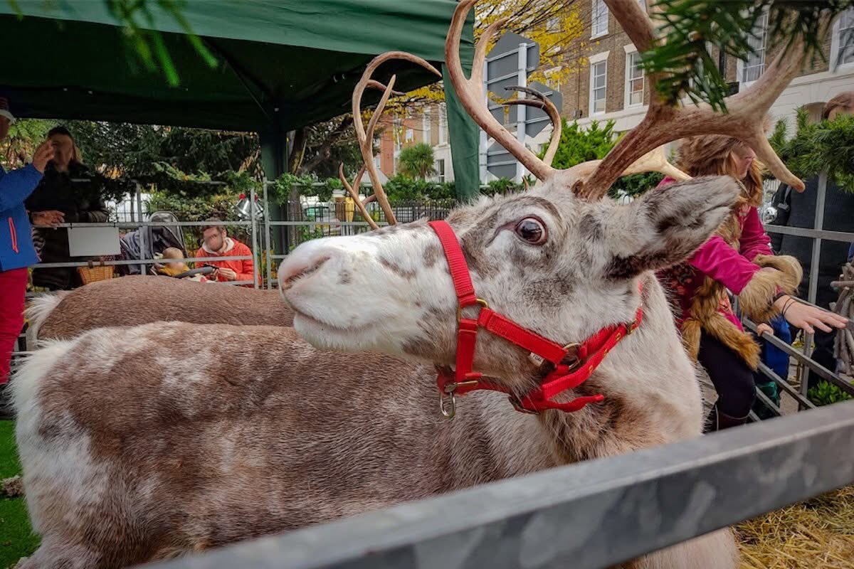 domdyer70's tweet photo. Reindeer may look magical, but they aren't props for Christmas entertainment. 

Reindeer petting zoos can cause extreme stress for these gentle animals, who are often transported long distances, exposed to unfamiliar environments, and unable to exhibit natural behaviours. 

This Christmas season, let’s celebrate without exploiting animals. Choose cruelty-free activities that spread joy without harm. 🎄✨