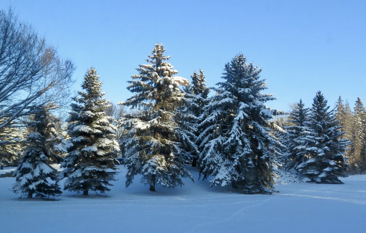 hapandcarol's tweet photo. #HAPPINESS is the beautiful scenes after a snowfall. #snowfall #snow #beautifulsnow #scenicsnow https://t.co/RouyBy8yex