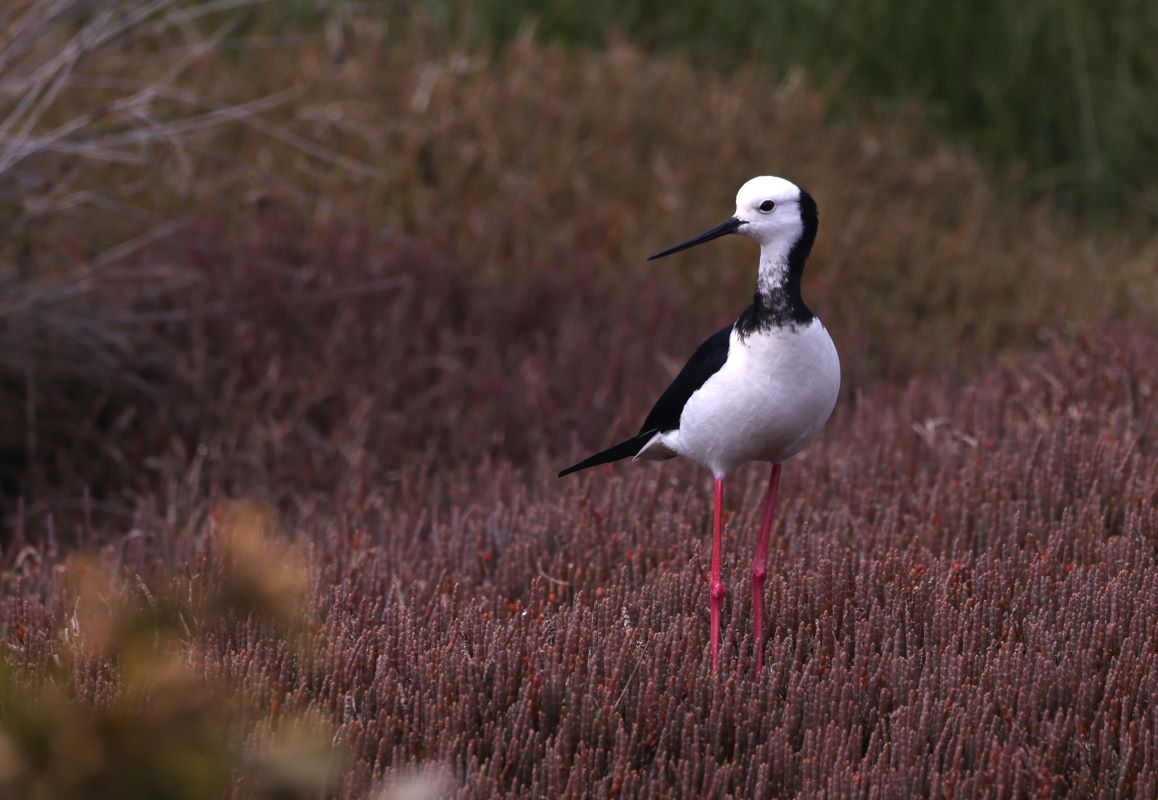A pied stilt / poaka (Himantopus leucocephalus) with legs nicely camouflaged in the grasswort. My legs are sometimes about this colour in the summer as well - followed by rapid moult. Bird #62 in 2024.

#nzbirds #BirdsSeenIn2024 #piedstilt #NewZealand #birding #birdwatching