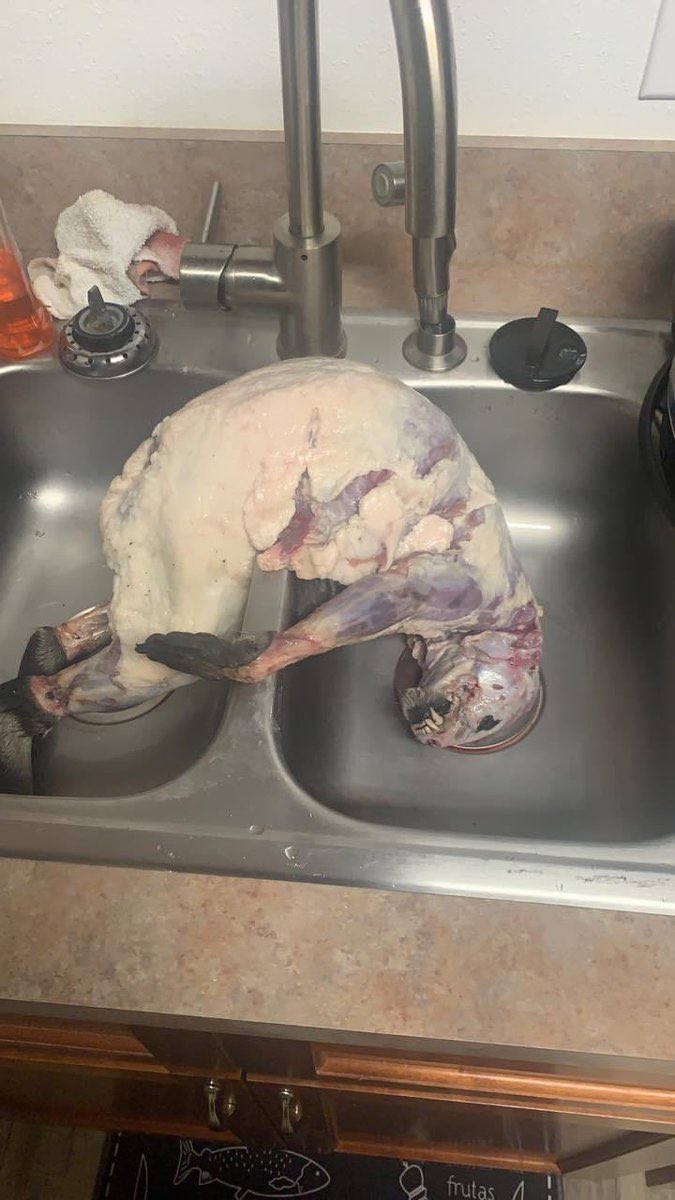 bishonentype's tweet image. I don’t think the thanksgiving homunculus turned out