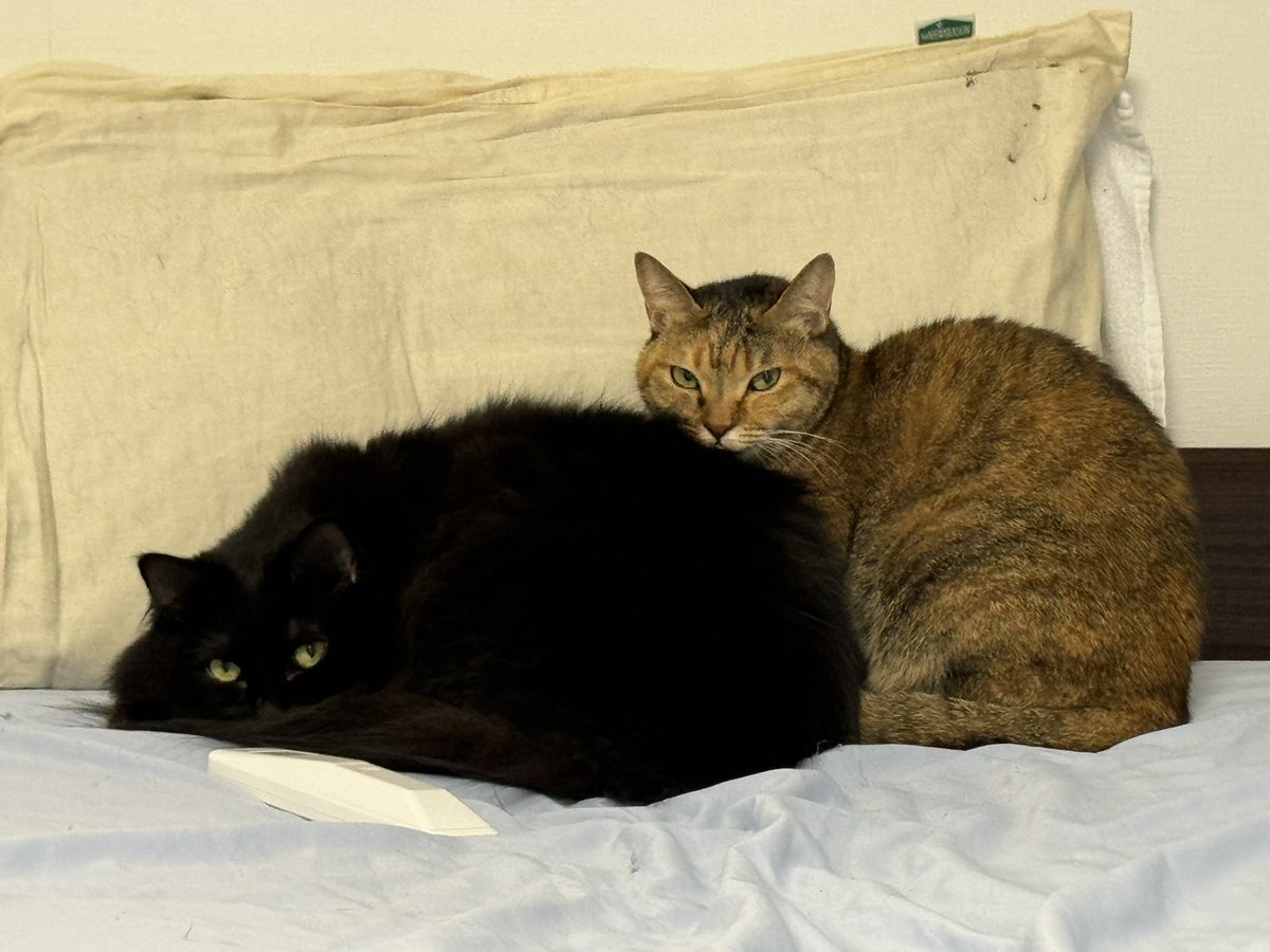 めっちゃ見られてる