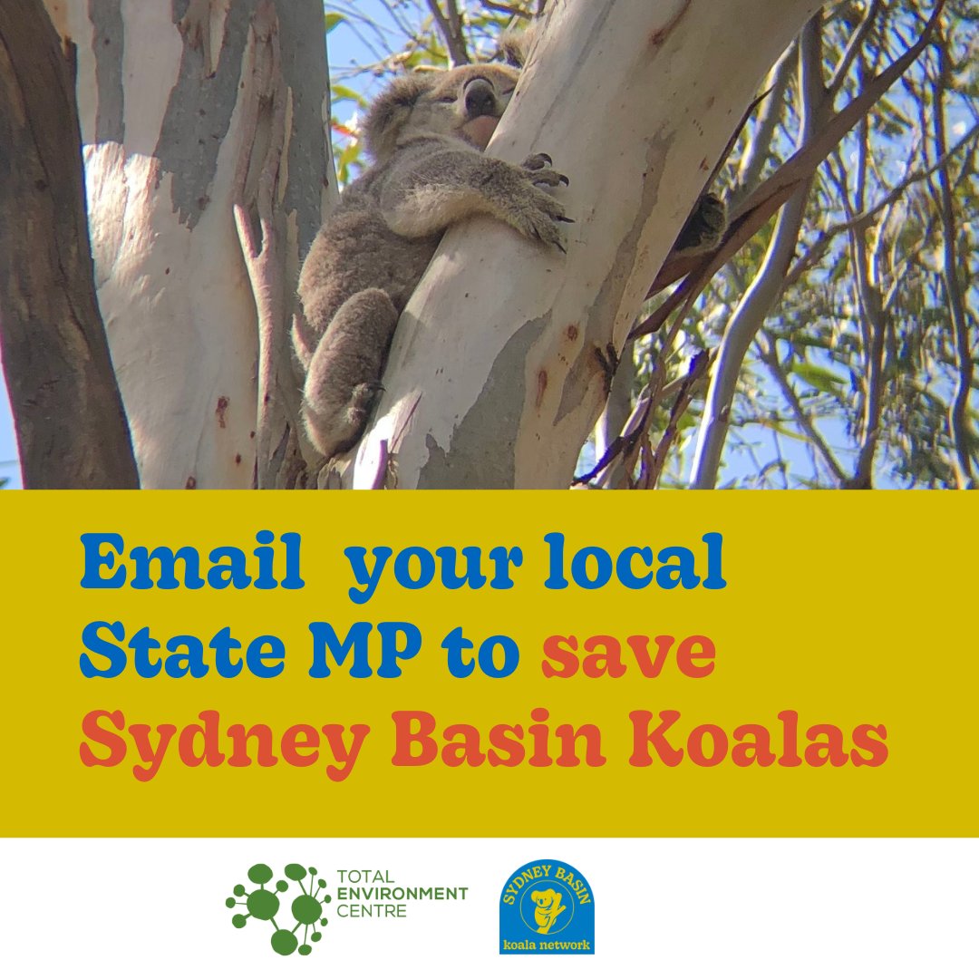Sydney Basin Koala Network (@sydbasinkoalas) on Twitter photo We're working with <a href="/totenviro/">Total Enviro Centre</a> to make sure our local MPs know we want Sydney Basin Koalas protected!
Use our template to find you local MP and send your letter, asking for an urgent Sydney Basin Koala Protection plan. Check the comments. We're working with <a href="/totenviro/">Total Enviro Centre</a> to make sure our local MPs know we want Sydney Basin Koalas protected!
Use our template to find you local MP and send your letter, asking for an urgent Sydney Basin Koala Protection plan. Check the comments.