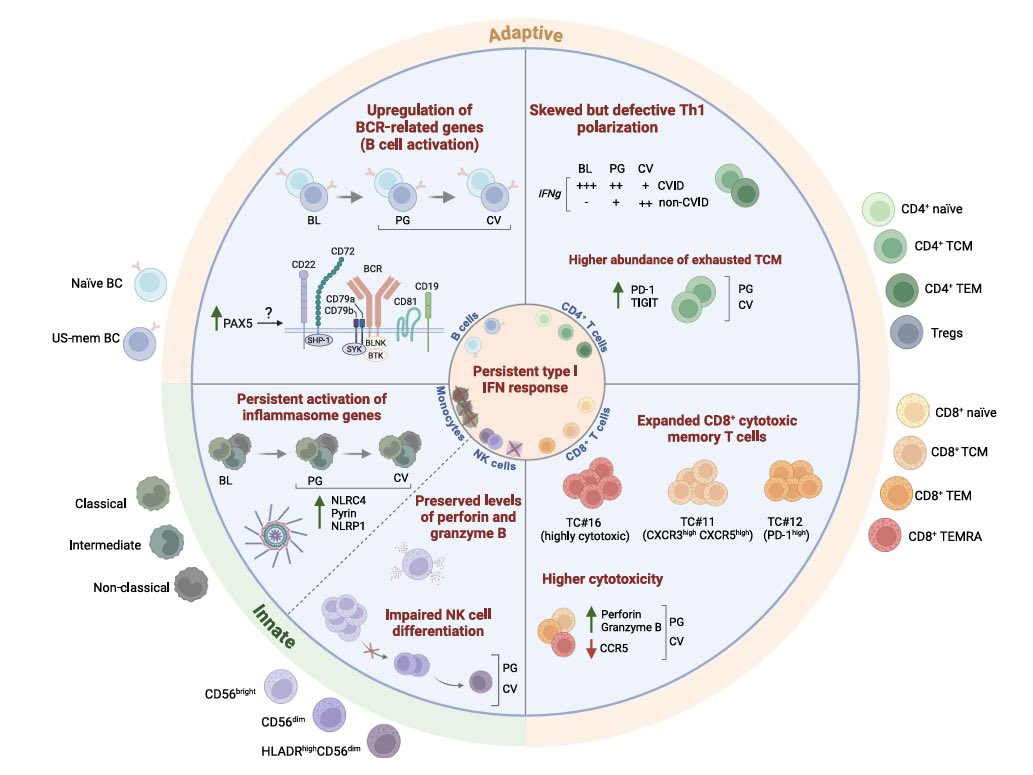 🚨 New paper alert 🚨 How do primary immunodeficient patients respond to SARS-CoV-2 🦠 infections? Find out what single-cell omic &amp; spectral cytometry revealed in our latest #NatCommun article 
nature.com/articles/s4146…