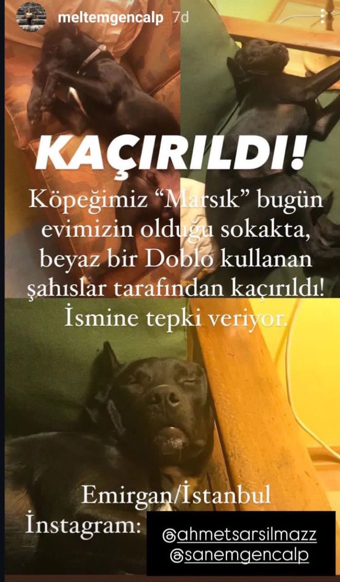 Arkadaşımın köpeği kaçırıldı dün. Beyaz bir Doblo araçla kaçırılmış. Bilgiler ilanda var, ilanı yaymama yardımcı olabilir misiniz? İletişim: <a href="/ahmetsarsilmaz/">ahmet sarsılmaz</a>
