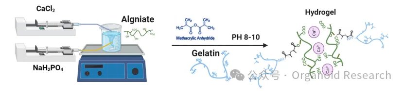 asp_or's tweet image. Prof. Su Jiacan&apos;s team at Shanghai University published in Advanced Materials on the use of bone matrix-inspired hydroxyapatite hybrid bioinks to create large-scale, self-mineralizing bone organoids, offering fresh insights for bone tissue engineering and regenerative medicine.