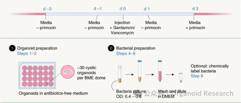 asp_or's tweet image. Prof. Hans Clevers&apos; team at Utrecht University, Netherlands, published in Nature Protocols a gut organoid infection model by direct microbe injection. This aids in studying pathogen-epithelial cell interactions and exploring infection mechanisms of various pathogens.