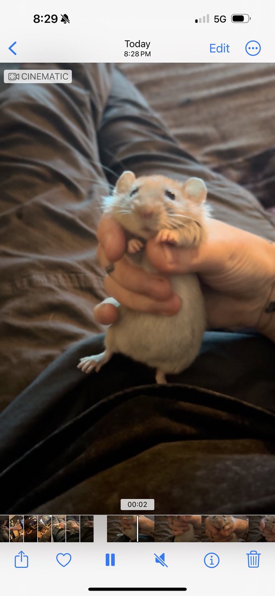 a bunch of rats✨ tweet media