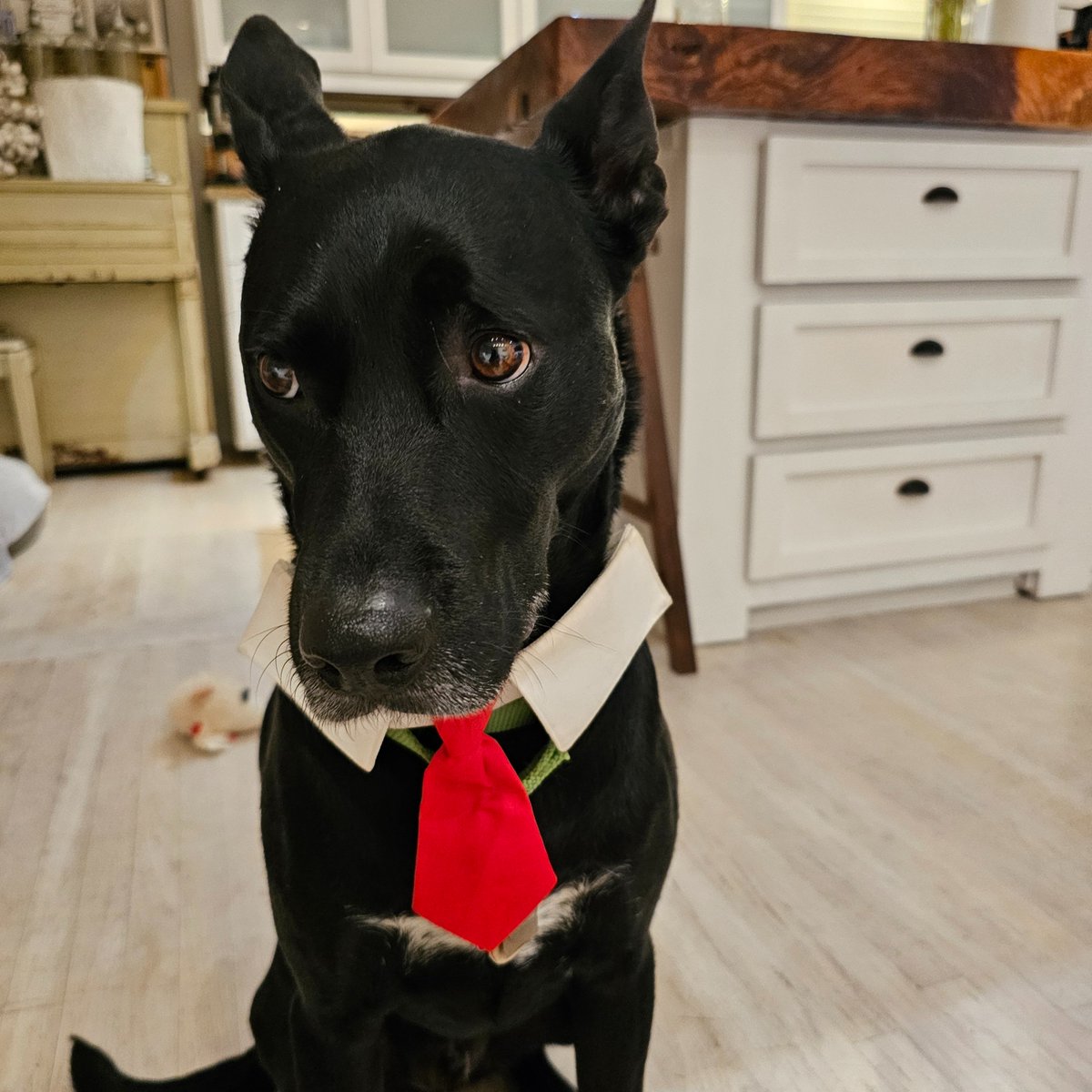 Walker's mom here✌🦋🐕🐰💗 tweet media