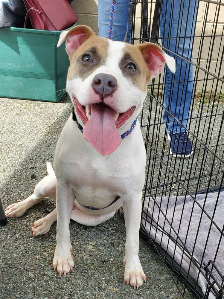 AHomeOfTheirOwn's tweet photo. It’s #Thanksgiving, so we’re doing #7DaysOfThankfulness! Day 7: as a volunteer organization, we are so thankful to each and every volunteer, who make this all possible! Exceptionally friendly adoptable lady Clarise wants to say thanks too, on behalf of AHOTO cats and dogs - (1/2) https://t.co/vlAZ08OMfZ