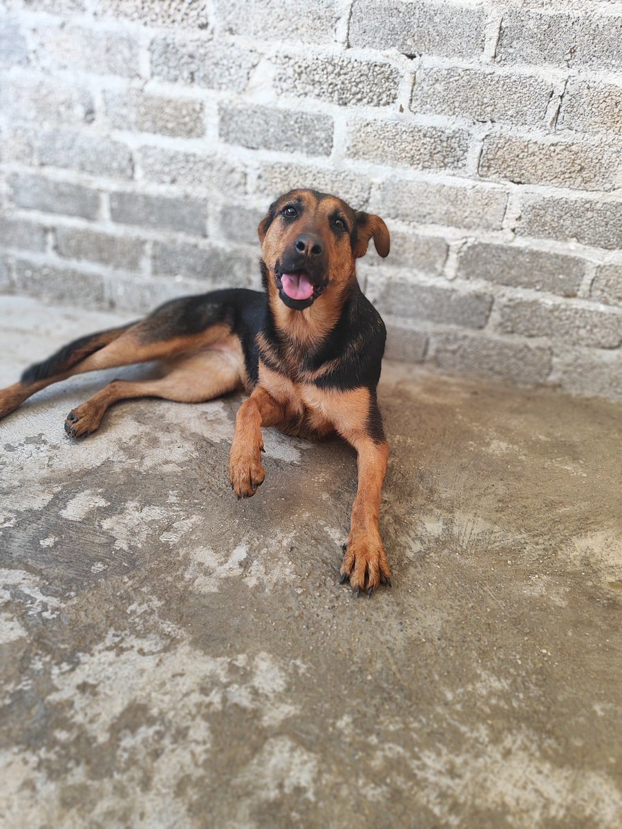 taxianimalista's tweet photo. Empieza la temporada navideña y como cada año pedimos su ayuda para su cena de navidad de nuestros perritos rescatados si deseas ayudarnos mándanos msj
WhatsApp 5573774307
Cada pollito sale $100
La meta $100 pollos
Gracias amigos https://t.co/ztZq0TS0kB