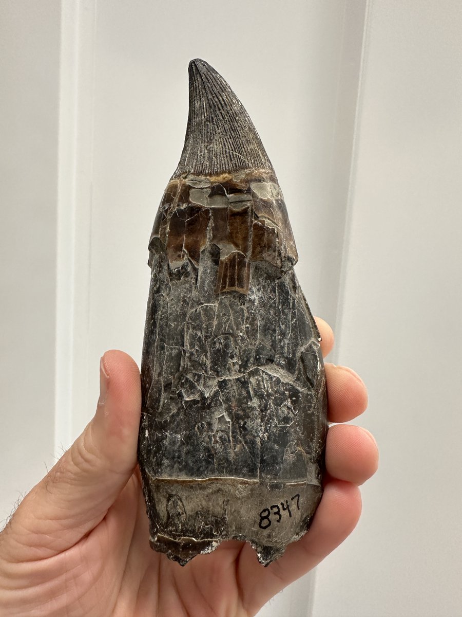 Ron Tykoski tweet media