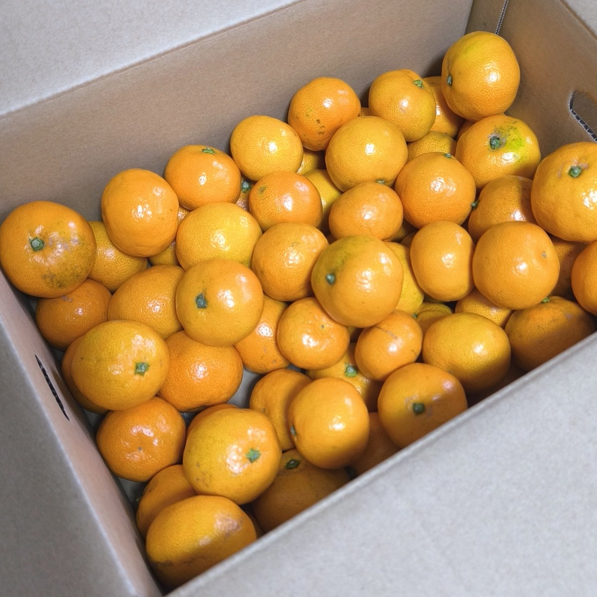 rush_inter's tweet image. ここ1週間でグッと冷え込んで、すっかり冬の訪れを感じるようになりましたね☃️
私が住んでいる地域は雨が降ったりやんだり、不安定なお天気です😫

先日、お取り寄せした小粒みかんが届きました🍊
みかんを食べて、寒さに負けず！💪
2024年ラスト一か月頑張ろうと思います🔥
#企業公式冬のフォロー祭り