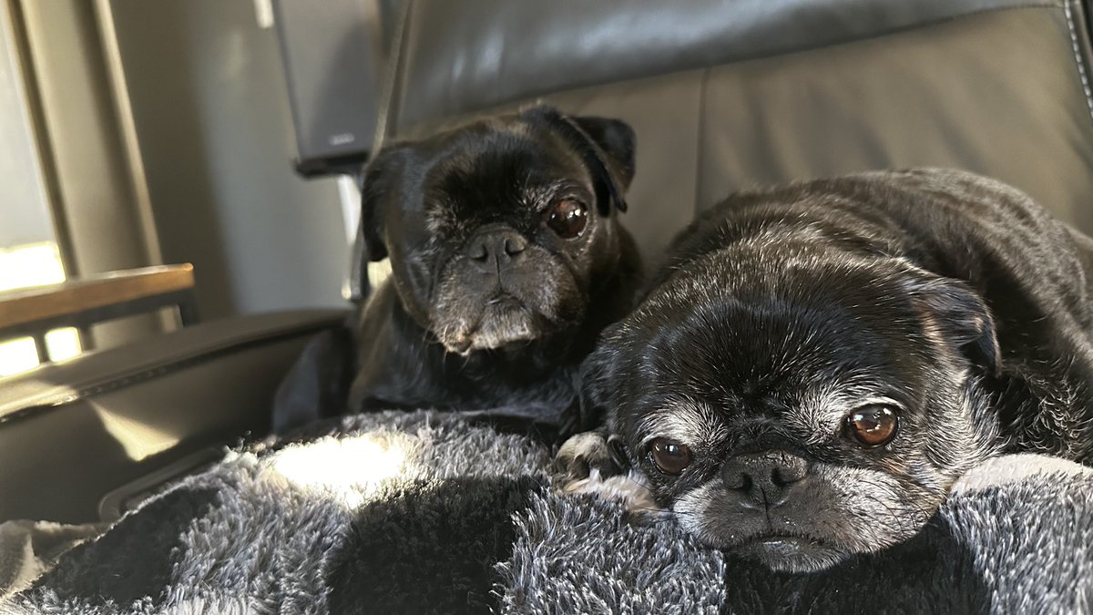 Bella🌈 Vader and Rio tweet media