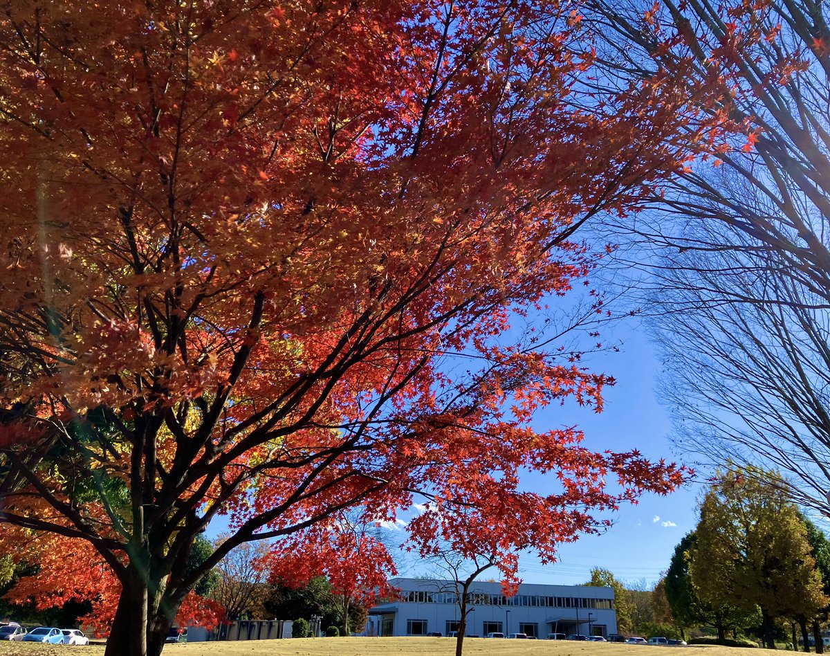 u_corp_tec's tweet photo. 弊社の木々も綺麗に紅葉し、今が見頃です🍁

#紅葉スポット #紅葉 #秋 https://t.co/m4D3rYh8Nt