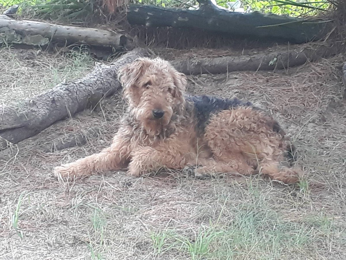 Netochka Nezvanova, menos 3% tweet media