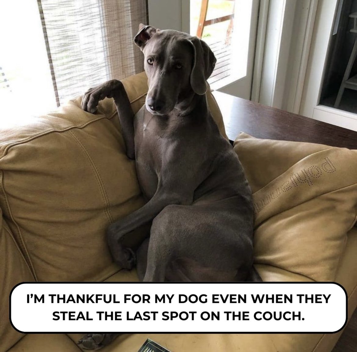 BrutusBroth's tweet photo. #HappyThanksgiving #ThankfulForYou https://t.co/IcKx2vk2NB