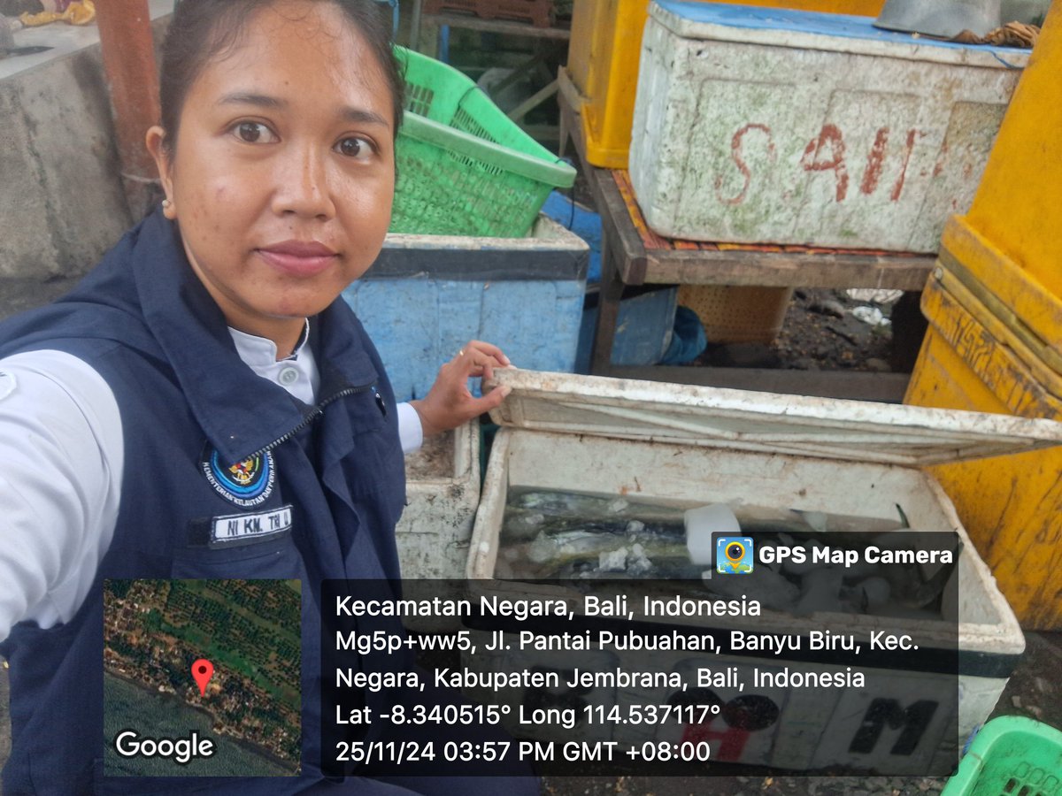 kmutami92's tweet photo. Senin (25/11), Tri Utami, Luhkan Kab. Jembrana, di KUB Mutiara Bahari Ds Banyubiru, melaporkan tangkapan ikan lemadang dg alat tangkap pancing, November 2024 sebanyak 20 kg, harga jual 18000/kg 
#GiatLuhkanSatminkalGONDOL #Jembrana #Tangkap @bppsdm_kp  @bppsdm_gondol https://t.co/p6Ln9YNQFS