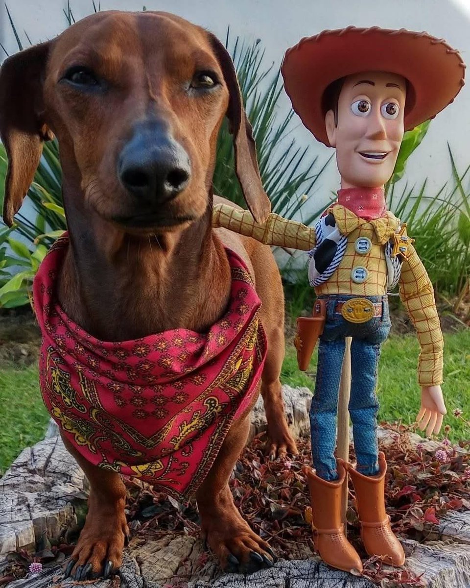 DiloConPerritos's tweet photo. Slinky y Woody https://t.co/BHNcAIL84c