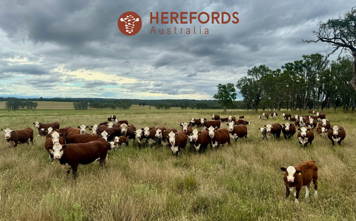 Fertility | Docility | Sustainability = You can't go past a Hereford.