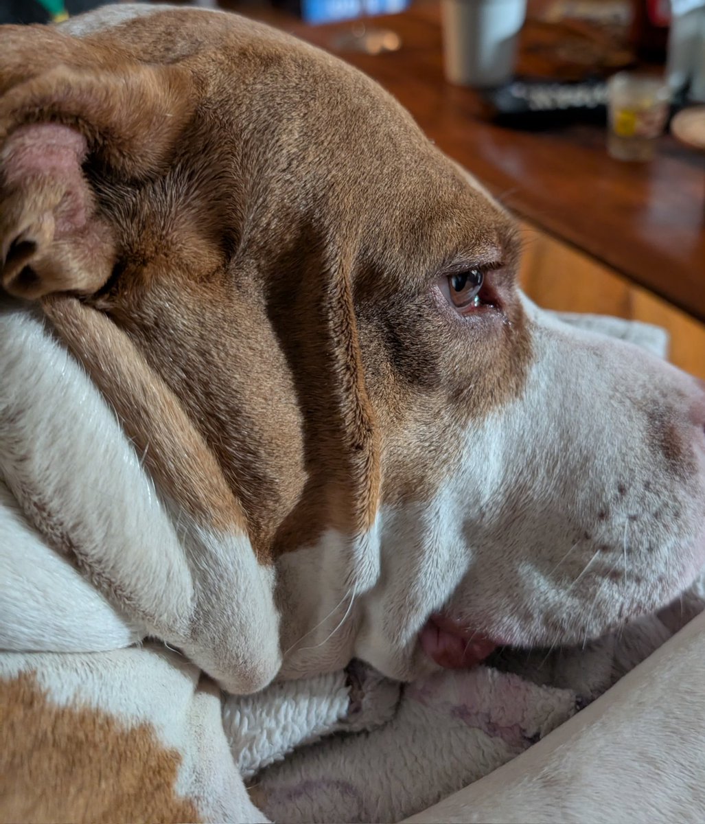 Look at this perfect face roll.