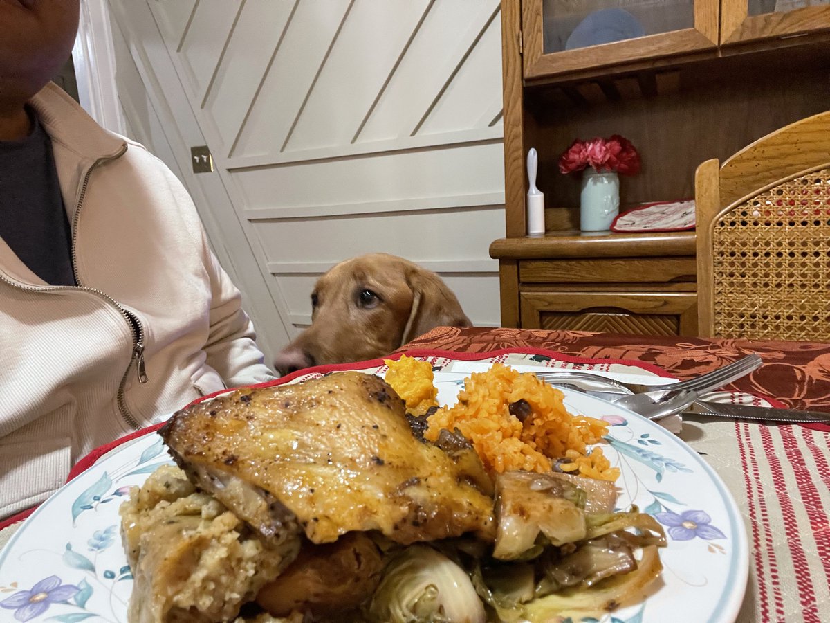 GeraldFarinas's tweet photo. George wants something from me
#thanksgivingdinner #redfoxlab https://t.co/zBvnqfxezg