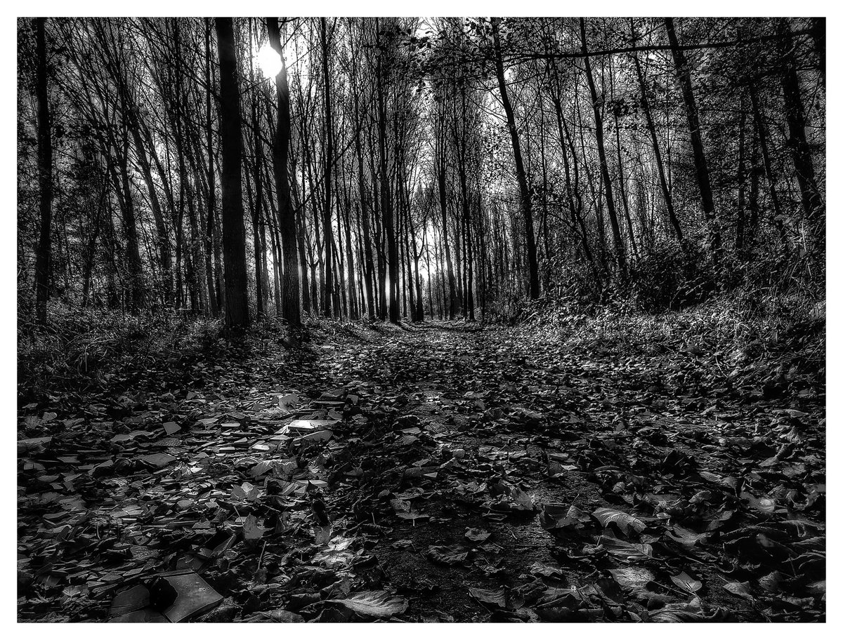 BlindGraphy's tweet photo. #BlindGraphy #BlackAndWhite #ForestPath #NatureLovers #AutumnLeaves #DramaticLight #MonochromeMagic #ScenicTrail #NaturePhotography #FallenLeaves #SereneForest #OutdoorBeauty #PeacefulNature #TexturedGround #QuietWalks #ForestMystery #LeaflessTrees
https://t.co/tfi67JvmKr https://t.co/1nwA06l7Aq