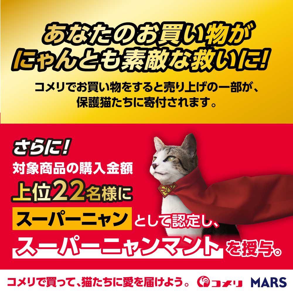 茶トラ猫のみゃお🐾 (@chatoranomyao) / Posts / X