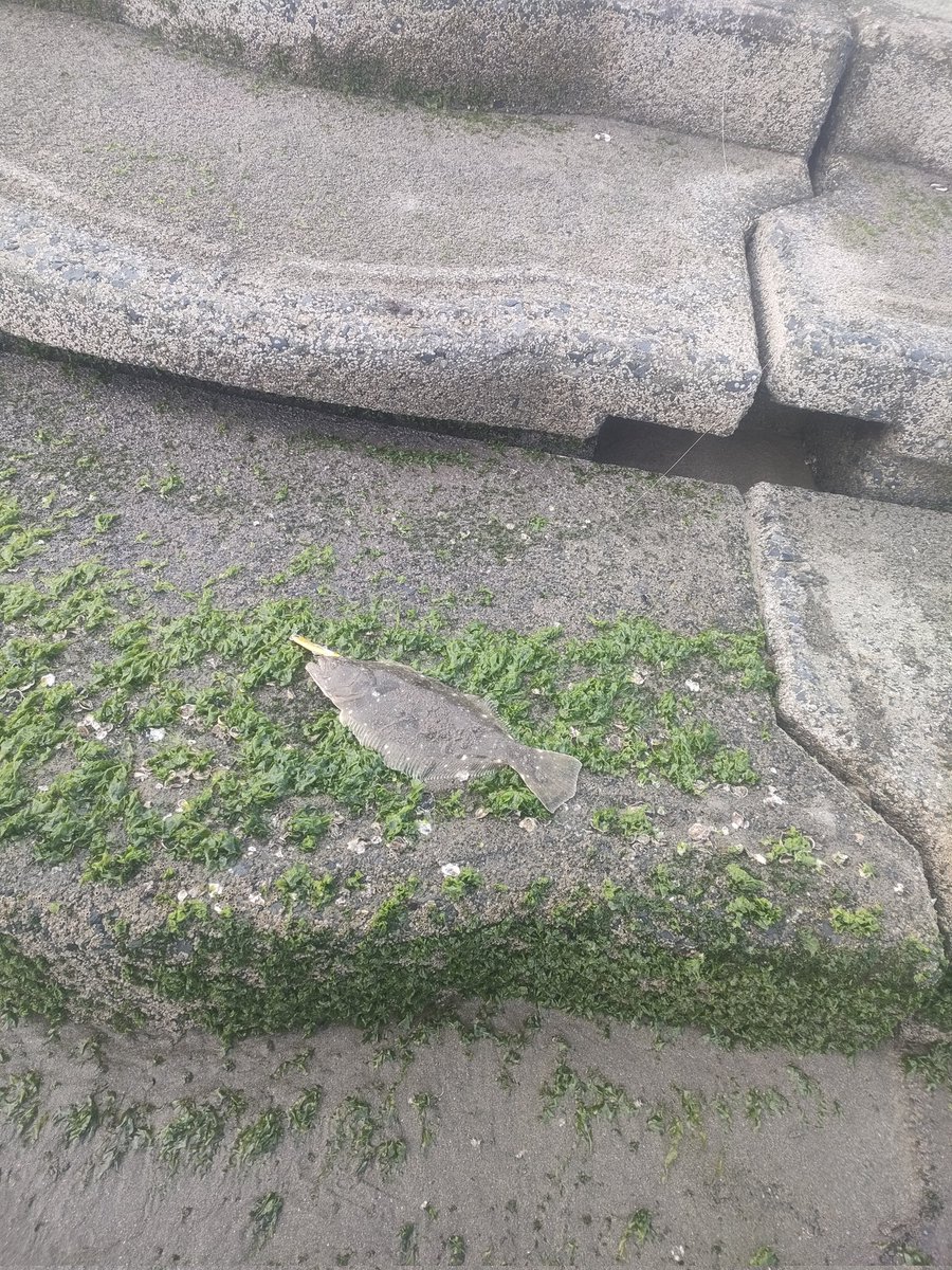本日は早朝から鹿島灘へ！　
鳥山が来て隣の人がイナダを釣ってた。
自分のところにはサメ😭
悔しくてランガンしまくってなんとかソゲを1枚。