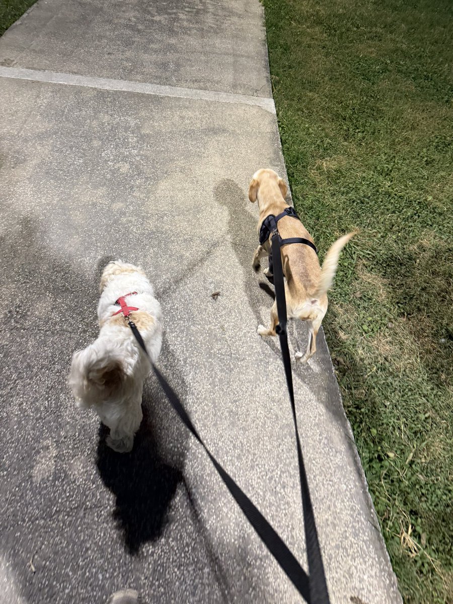 obed_slv's tweet photo. di un paseo con mis perritas, fui x un elote, hace frio, la vida es buena https://t.co/q3yODzY3Nv