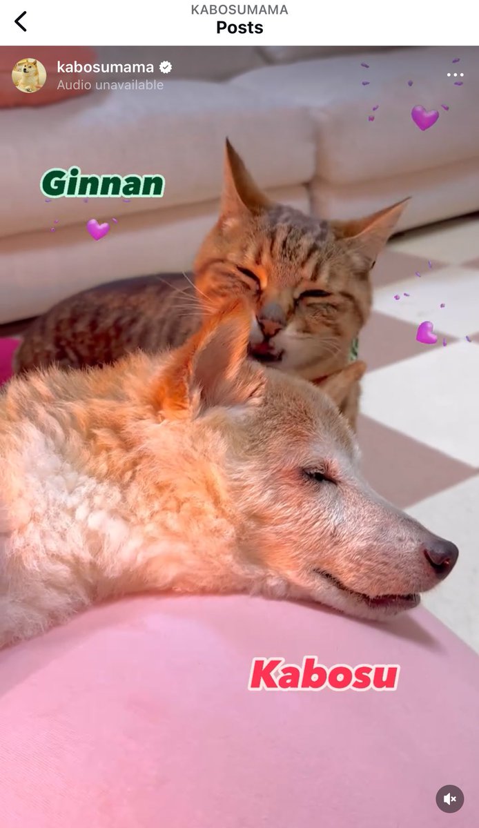 ginnanog's tweet photo. @0xBEMichael @neiro The #catbrother to $doge and $neiro https://t.co/AF5i4wembX
