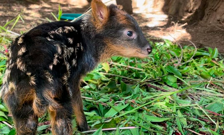 elinsularcl's tweet photo. Crónica | Nacimiento de cervatilla de Pudú marca hito en Chiloé Silvestre https://t.co/h5LqAw1ynK https://t.co/4r5nM5RA6D