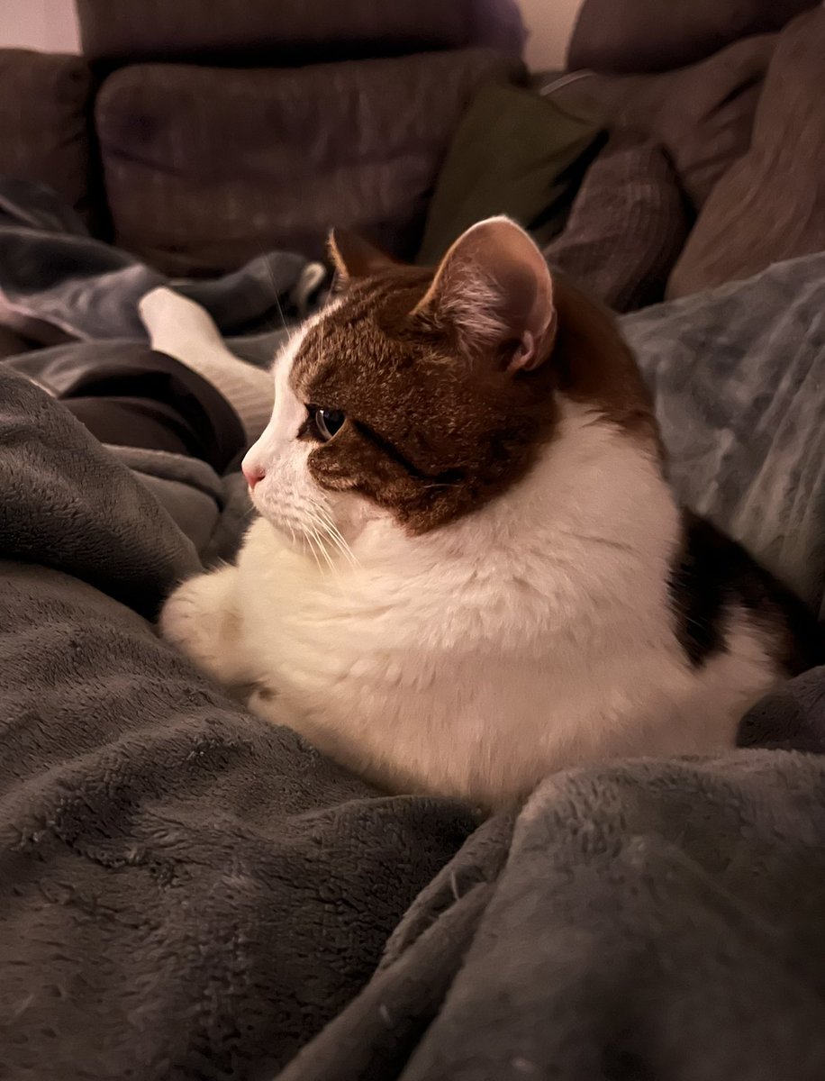 Lazy night of cat cuddles and listening to music… all you need after a stressful week of work ☺️