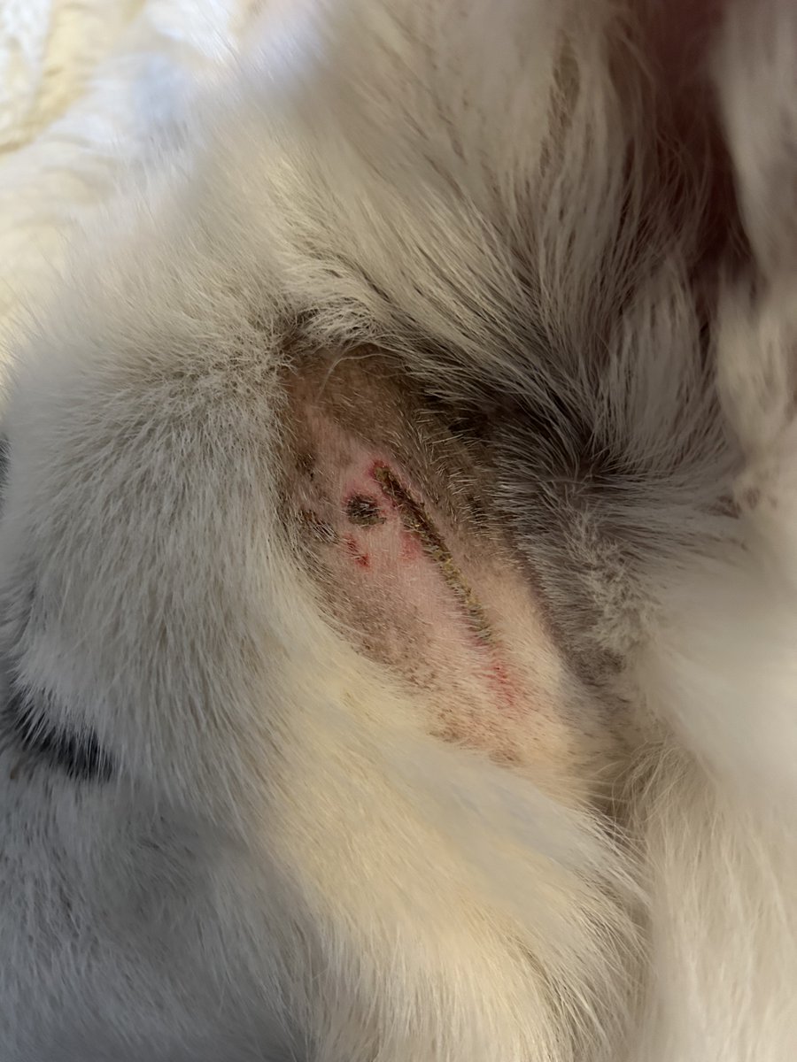 ALeashAboveTx's tweet photo. @BillieO2 These were Boomer's wounds.... https://t.co/plHPXAJHGM