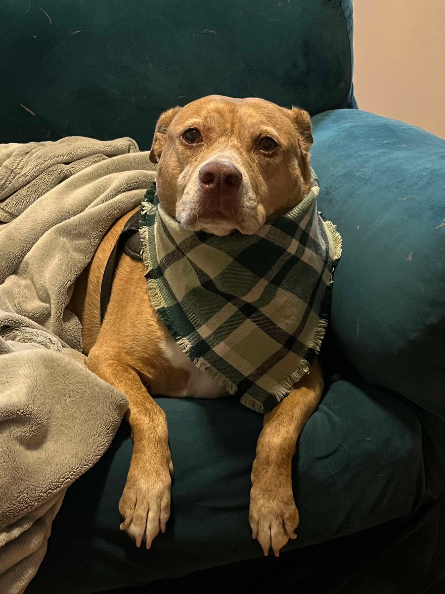 NomadicRedhead's tweet photo. This is my dog showing of his scarf for a vegan Friendsgiving. 
Very demure. 
Very handsome. https://t.co/vxN2jmVgUs