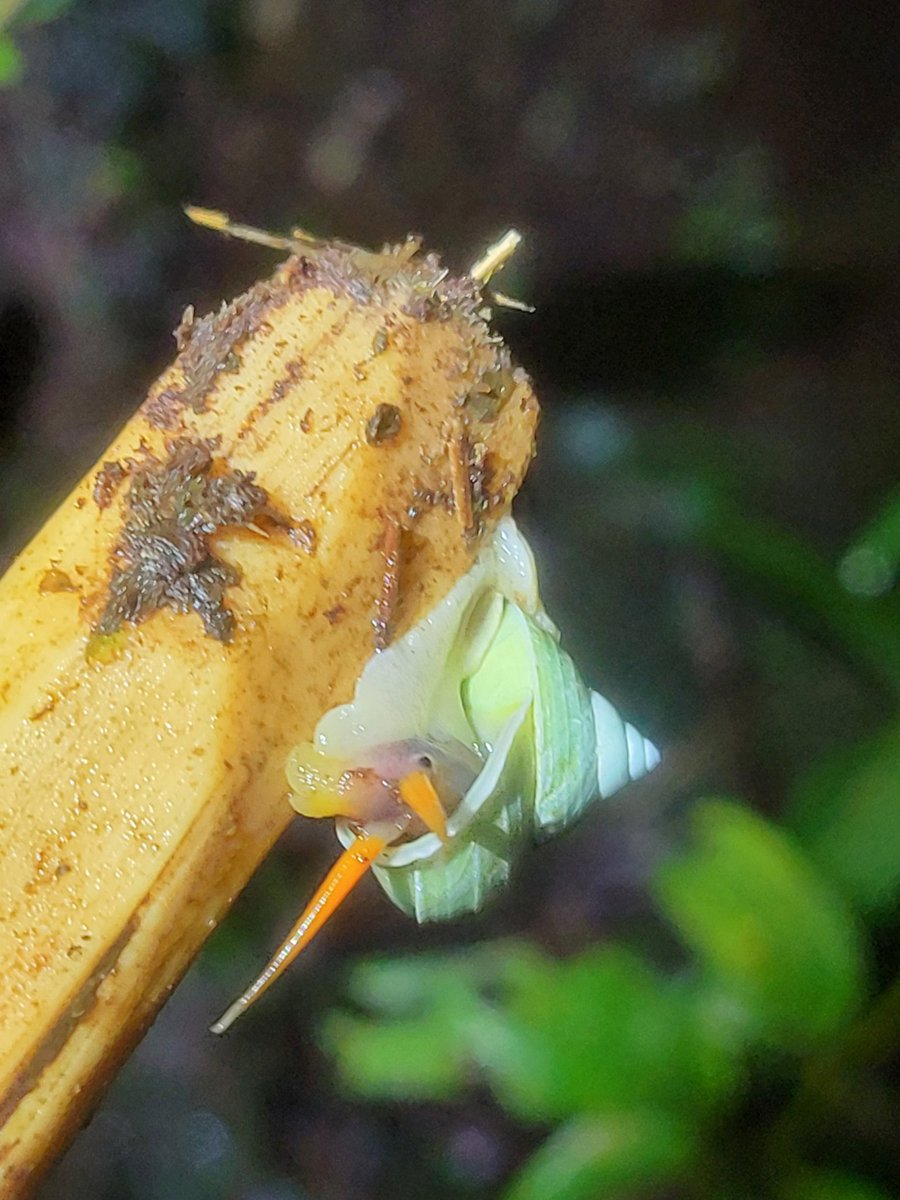 Incredible to check out some high elevation areas in the Philippines. Beautiful landscapes and wildlife!