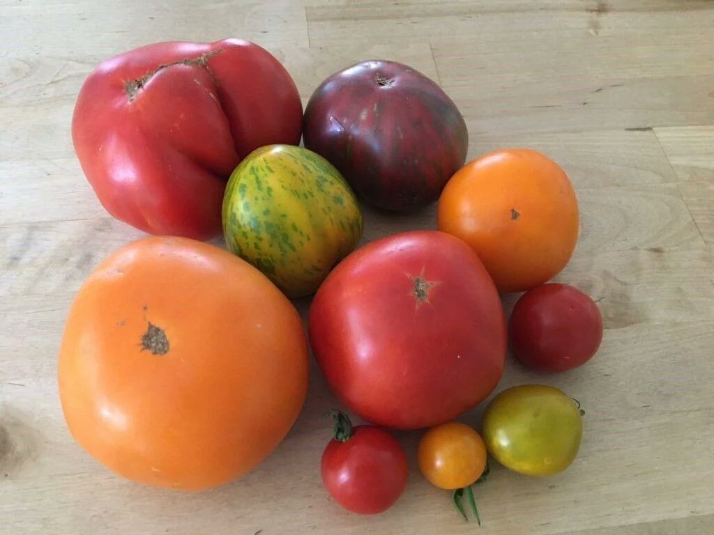 Plan next year's garden to help pollinators

"A garden provides an opportunity to be an eyewitness to the challenges pollinators face from a changing climate. We rely on these creatures for the fruits and vegetables we enjoy at Thanksgiving."

yakimaherald.com/explore_yakima…