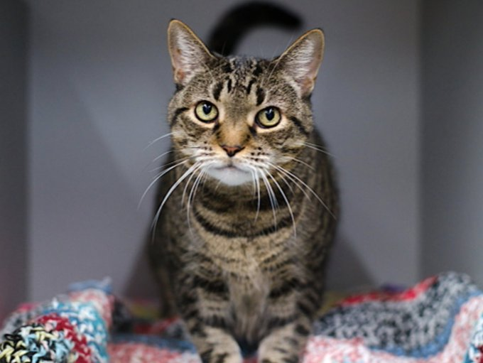 PeterAskin1's tweet image. Here is a senior cat in need
&amp;amp; gorgeous &quot;Spec&quot; hopes for a good deed!
Betrayed &amp;amp; stuck at NYC ACC
she wants help from you &amp;amp; me!
Sweet she is &amp;amp; a bit overweight
adopt this doll &amp;amp; take thru the shelter gate!
Pledges too will help a lot
to resolve this urgent plot! 🙏
VERY URGENT!…