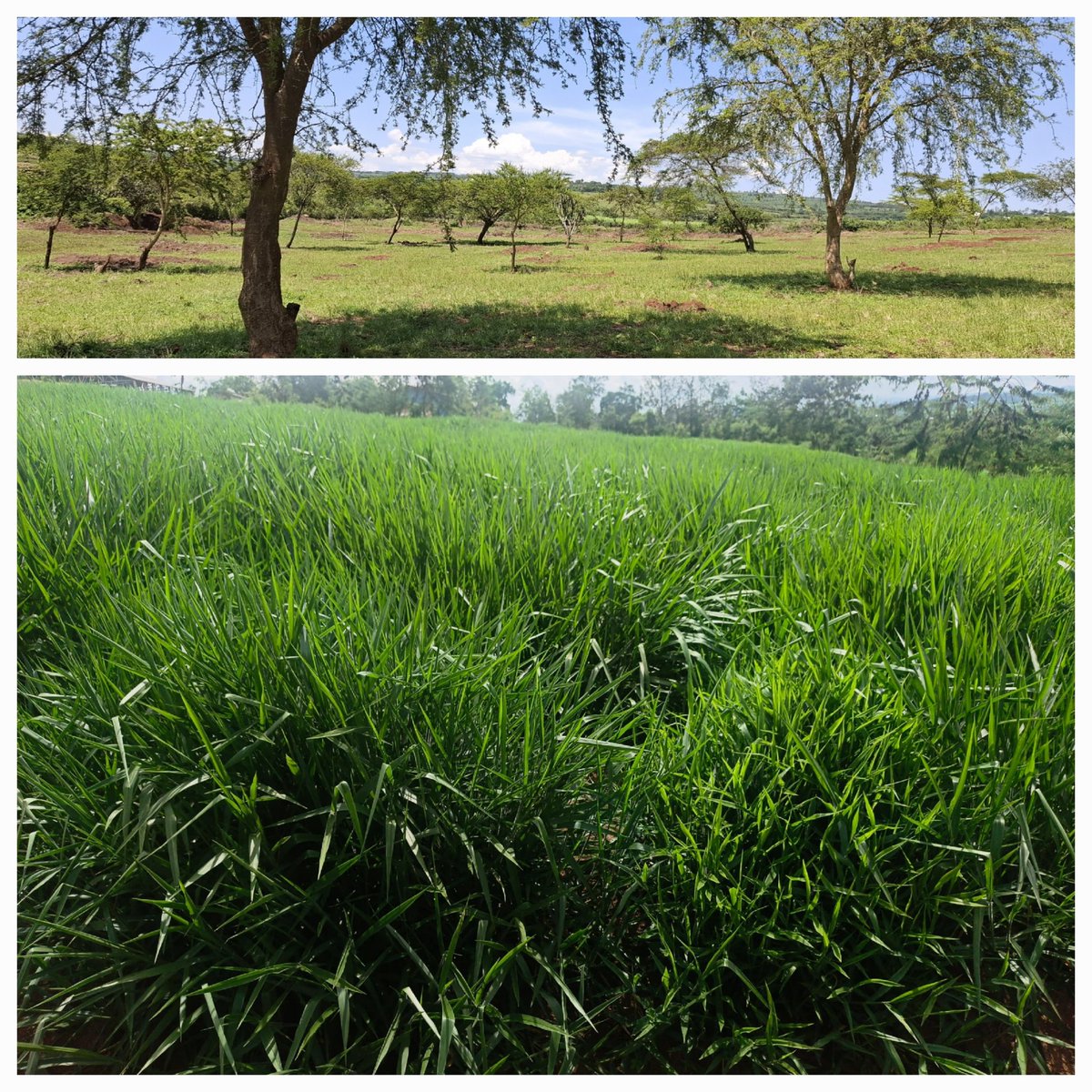 Pastureland restoration increases pasture productivity for herbivores'feed and shade while increasing carbon sequestration.  This is done through planting valuable trees in a grazing land, uprooting invasive species, and destroying termites  - that is a silvopastural system.