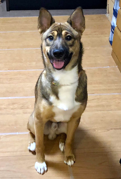 【#里親募集】「mix♂「セピアくん」」#東京都 #大田区 - 犬の里親募集(363170) :: ペットのおうち pet-home.jp/dogs/tokyo/pn3… #雑種犬 #中型犬 #保護犬 #犬 #栃木県