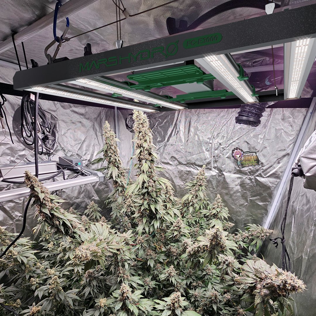 MarsHydroLight's tweet photo. Harvest goals unlocked! 🌱
Mars Hydro FC-E3000 delivers powerful, targeted lighting for thriving growth and stunning results!🌟
📢Black Friday deals are ending soon! Don’t miss your chance to elevate your grow!
View more➡️https://t.co/CbcwoCW6cb
#marshydro #fce3000 #ledlight https://t.co/QJgOGI3Bmr