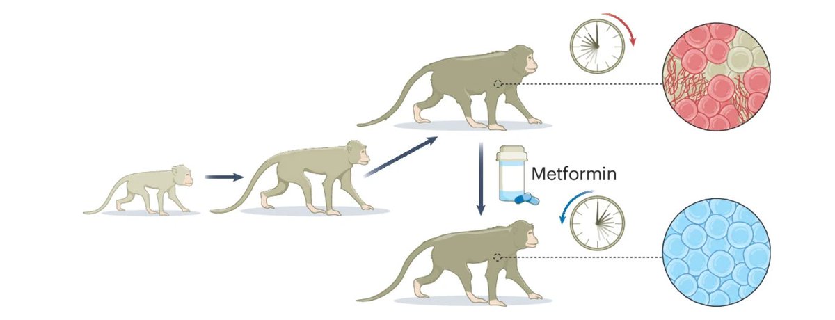 LabAnimal (@la_natres) on Twitter photo New online│ News and Views by <a href="/JPCastro_Aging/">José Pedro Castro, PhD</a> on a study showing that metformin improves health markers in aged monkeys, hinting at its potential to slow aging and extend health span! #Aging 🕰️🐒
Link: 👇
nature.com/articles/s4168… New online│ News and Views by <a href="/JPCastro_Aging/">José Pedro Castro, PhD</a> on a study showing that metformin improves health markers in aged monkeys, hinting at its potential to slow aging and extend health span! #Aging 🕰️🐒
Link: 👇
nature.com/articles/s4168…