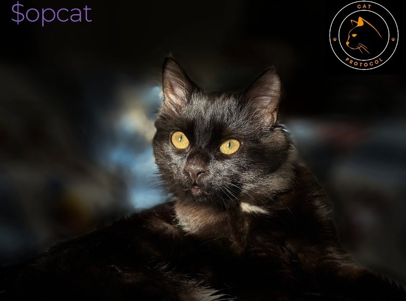 ColeeyDavitt's tweet photo. @BSCGemsAlert 📢【CAT20 协议：区块链世界的新桥梁】
✨CAT20协议惊艳登场！它支持无信任的资产桥接，让应用在不同区块链间顺畅运行，只需信任区块链本身，安全又高效。💪这将为比特币生态带来全新变革，让我们共同期待！🎉#OPCAT #CAT20 $OPCAT https://t.co/zlSZHQLHdj