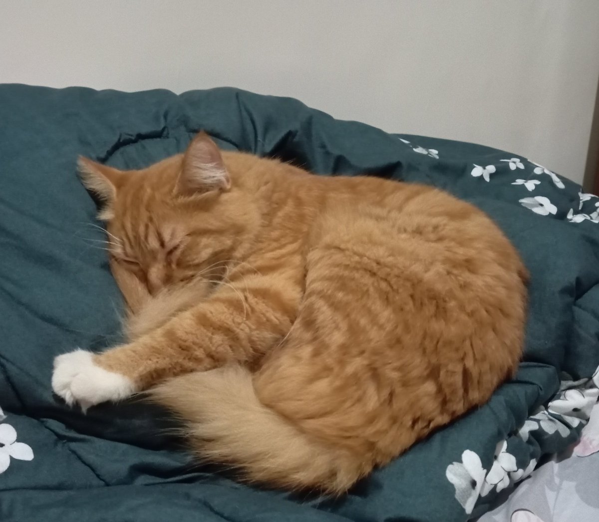 devandratwt's tweet image. Hujan banget gusy dari pagi.