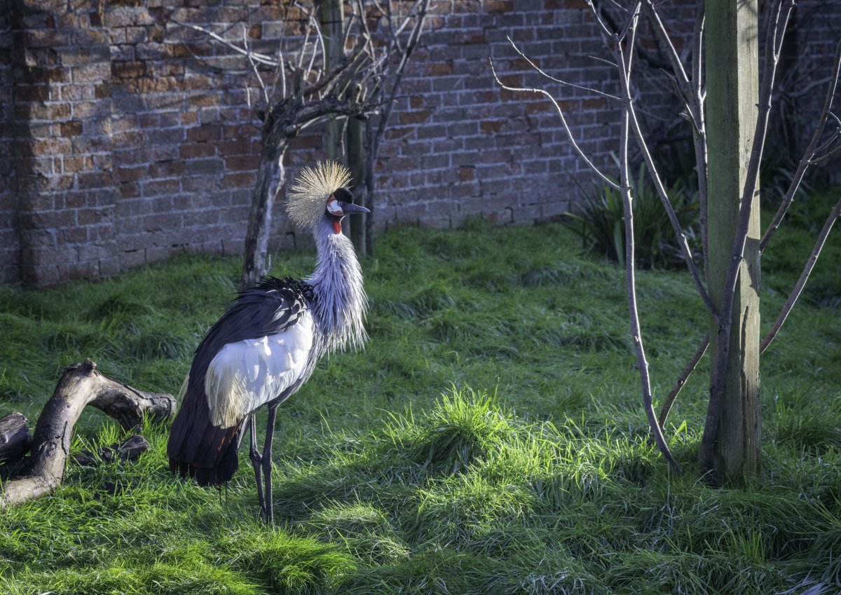 A wonderfully wintry weekend awaits at the zoo ❄️😊