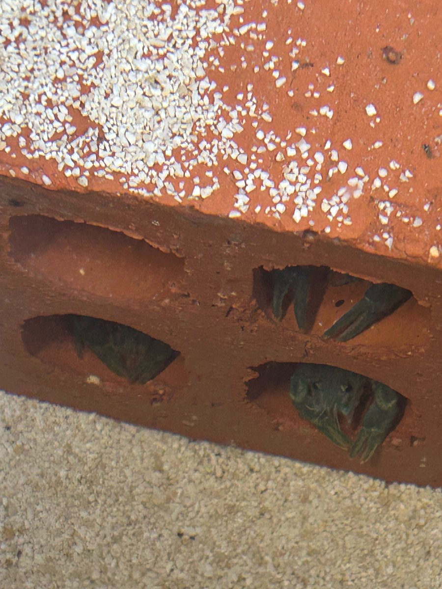 We have 32 new arrivals to the Crayfish Hatchery at <a href="/flamingolanduk/">Flamingo Land Resort</a>! Originally from <a href="/BrisZooSociety/">Bristol Zoological Society</a>, the team will care for these white-clawed crayfish over the next few months to ensure the hatchery is running smoothly.