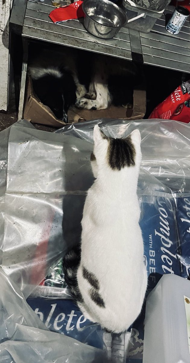 Adrian Tilsed tweet media