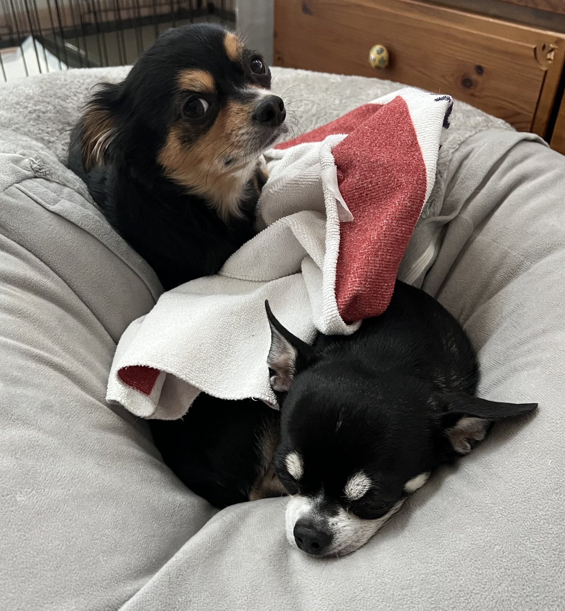 felice_dogs's tweet photo. キクラゲどいて💢

＃チワワ #犬服 ＃ファッション #毎日���記 #felice https://t.co/r01879dNnP